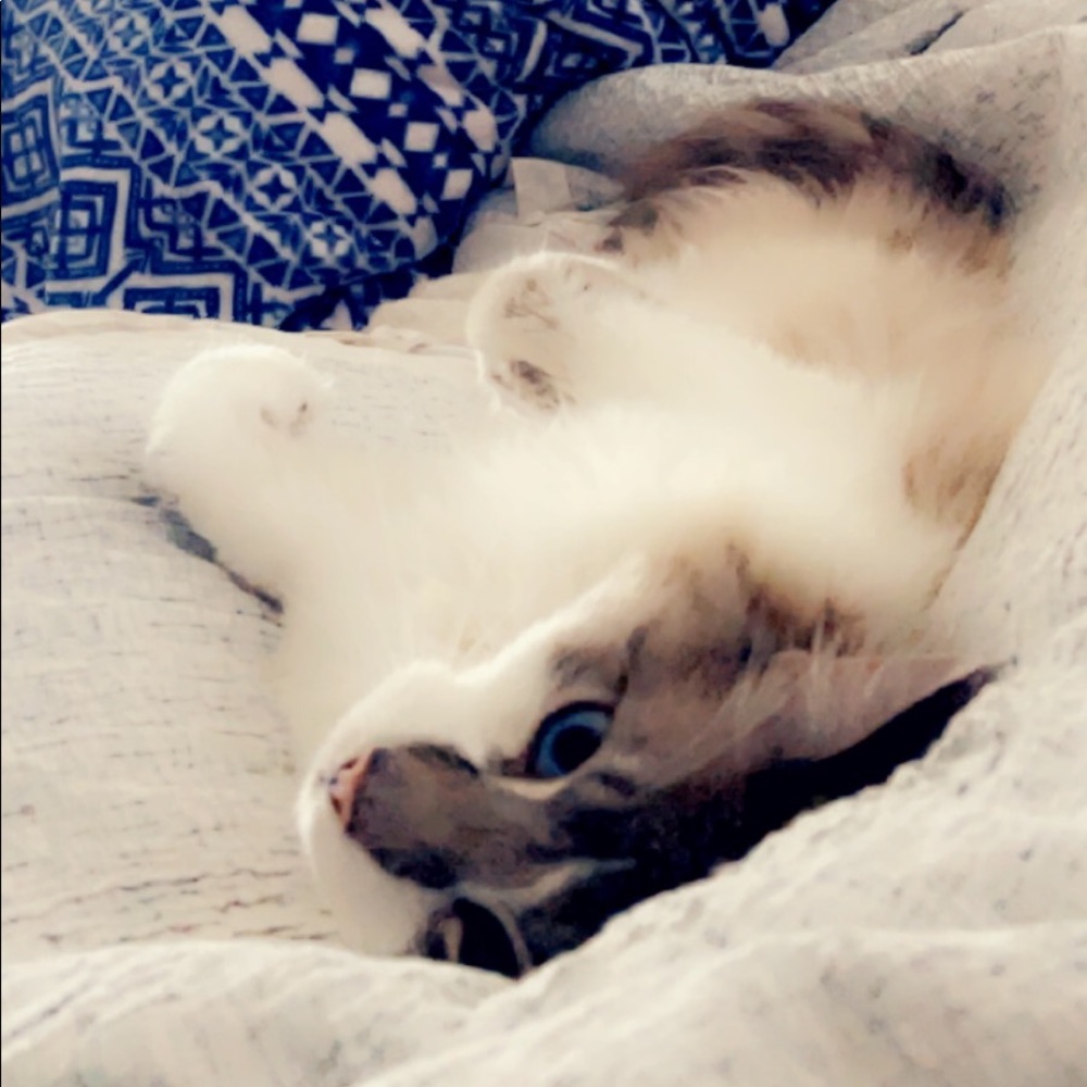 Meet your Posher, Nicole michael